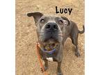 Lucy, Terrier (unknown Type, Medium) For Adoption In Mooresville, North Carolina