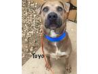 Tuyo, Labrador Retriever For Adoption In Mooresville, North Carolina