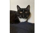 Distinguished Gentleman, Domestic Shorthair For Adoption In Seville, Ohio