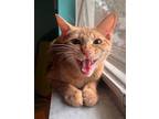 Cheeto, Domestic Shorthair For Adoption In Safety Harbor, Florida