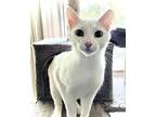 Olaf, Turkish Van For Adoption In Mooresville, North Carolina