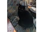 Ninjargo, Domestic Shorthair For Adoption In Virginia Beach, Virginia