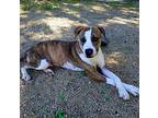 Darren Cp, Staffordshire Bull Terrier For Adoption In Beverly Hills, California
