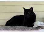 Gobi, Domestic Shorthair For Adoption In Key West, Florida