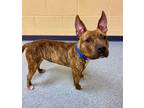 Talos, American Pit Bull Terrier For Adoption In Bingham Farms, Michigan