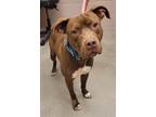 Willy, American Pit Bull Terrier For Adoption In Valley View, Ohio