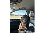 Fudge Brown, Labrador Retriever For Adoption In Germantown, Ohio