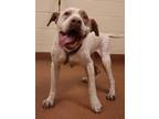 83959 Jebadiah, American Pit Bull Terrier For Adoption In Spanish Fork, Utah