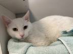 Gigantor, Domestic Shorthair For Adoption In Ossipee, New Hampshire