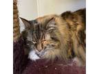 Tippy, Domestic Longhair For Adoption In Ossipee, New Hampshire