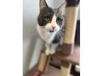 Freezy, Domestic Shorthair For Adoption In Ossipee, New Hampshire