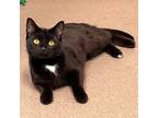 Kilo, Domestic Shorthair For Adoption In Middlebury, Vermont