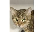 Stiletto, Domestic Shorthair For Adoption In Philadelphia, Pennsylvania