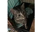 Cosmo, Domestic Shorthair For Adoption In Crescent, Oklahoma