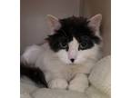 Loki, Domestic Longhair For Adoption In Ossipee, New Hampshire