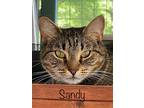 Sandy, Domestic Shorthair For Adoption In High Springs, Florida