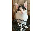 Sissy, Domestic Shorthair For Adoption In Crescent, Oklahoma