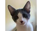 Trefoil -ffpr, Domestic Shorthair For Adoption In Antioch, California