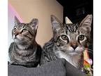 Kanga And Roo, Domestic Shorthair For Adoption In Los Angeles, California