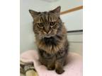 Felix, American Bobtail For Adoption In Ossipee, New Hampshire