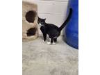 Pangea, Domestic Shorthair For Adoption In Chilton, Wisconsin