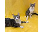 Doc And Clyde, Domestic Shorthair For Adoption In Manitou Springs, Colorado