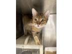 Star, Domestic Shorthair For Adoption In Philadelphia, Pennsylvania