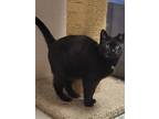 Pepper, Domestic Shorthair For Adoption In Chilton, Wisconsin