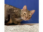 Sonny, Domestic Shorthair For Adoption In Philadelphia, Pennsylvania