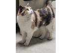 Lily Rose, Domestic Shorthair For Adoption In Chilton, Wisconsin