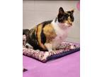 Raspberry, Domestic Shorthair For Adoption In Chilton, Wisconsin