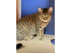 Spanx, Domestic Shorthair For Adoption In Philadelphia, Pennsylvania