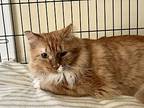 Levon, Maine Coon For Adoption In Oradell, New Jersey