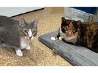 Cloudia And Sunshine, Domestic Shorthair For Adoption In Manitou Springs