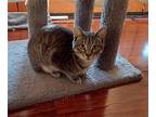 Will, Domestic Shorthair For Adoption In Los Angeles, California