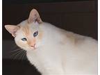 Bobby, Siamese For Adoption In Los Angeles, California