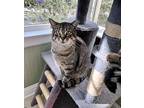 Chauncey, Domestic Shorthair For Adoption In Oradell, New Jersey