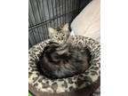 Barbie, Domestic Longhair For Adoption In Frankenmuth, Michigan