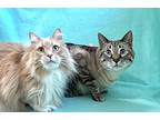 Buffer And Levi, Domestic Shorthair For Adoption In Manitou Springs, Colorado