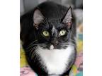 Fred, Domestic Shorthair For Adoption In Los Angeles, California