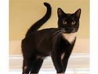 Sirena, Domestic Shorthair For Adoption In Los Angeles, California