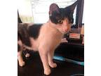 Cow Girl, Domestic Shorthair For Adoption In Los Angeles, California