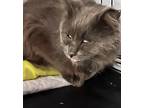 Serafina, Domestic Longhair For Adoption In Oradell, New Jersey