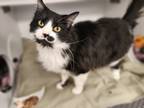 Angus, Domestic Longhair For Adoption In Mt. Pleasant, Michigan