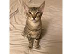Baby Fiona, Domestic Shorthair For Adoption In Los Angeles, California