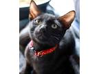 Balthazar, Domestic Shorthair For Adoption In Los Angeles, California