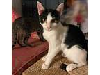 Coleman, Domestic Shorthair For Adoption In Los Angeles, California