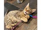 Saturn, Domestic Shorthair For Adoption In Los Angeles, California