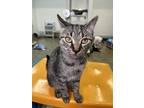 Betsy, Domestic Shorthair For Adoption In Frankenmuth, Michigan