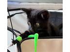 Truffle, Domestic Shorthair For Adoption In Los Angeles, California